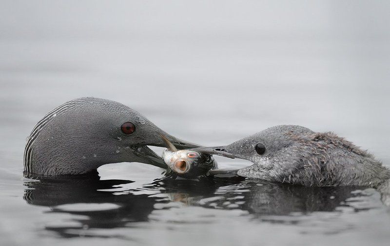 двое и рыбкаphoto preview