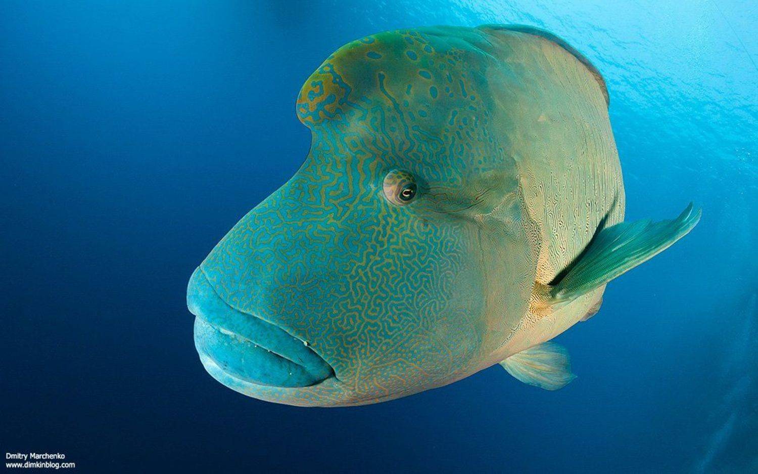 наполеон,napoleon, Дмитрий Марченко