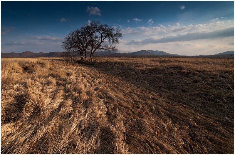 Травы-муравыphoto preview