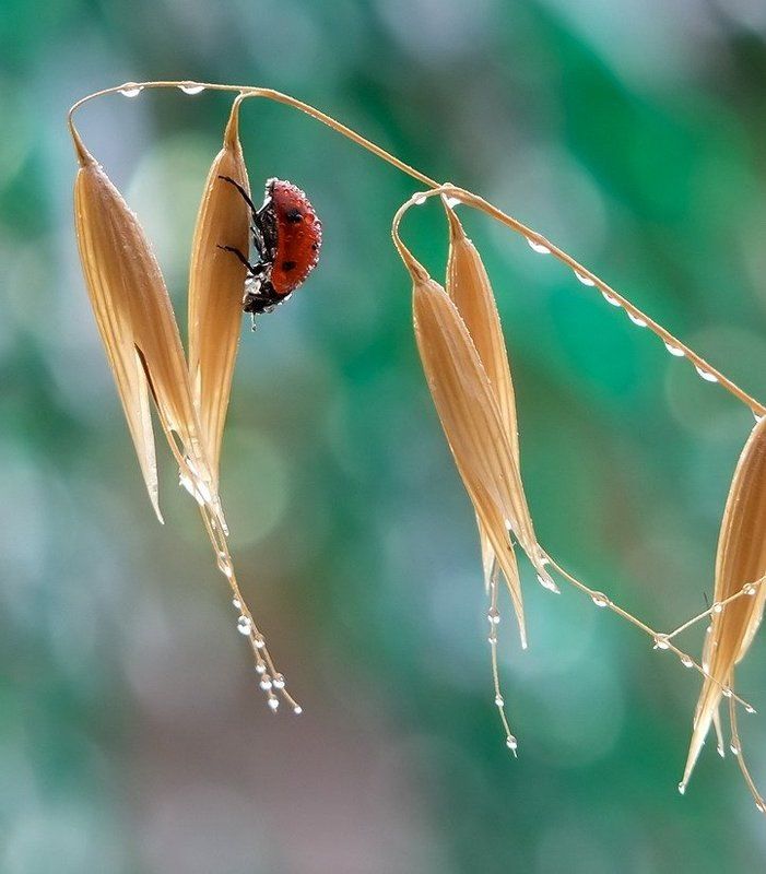 капельки. ПОСЛЕ ДОЖДИЧКА В ЧЕТВЕРГ.photo preview