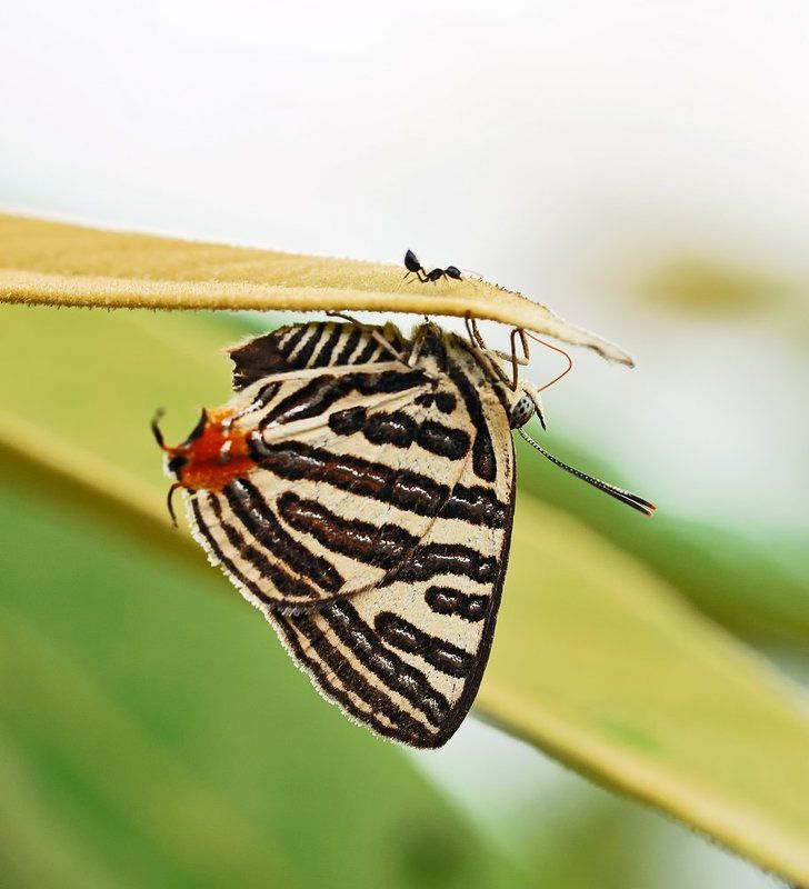 macro, closeup, insect, макро, насекомые, gnilenkov Испугалась, спряталась...photo preview
