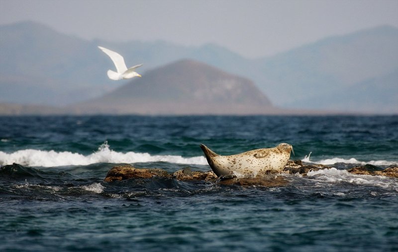 Приморьеphoto preview