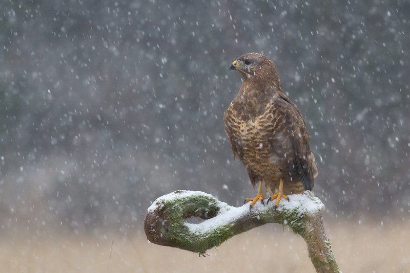 Common Buzzardphoto preview