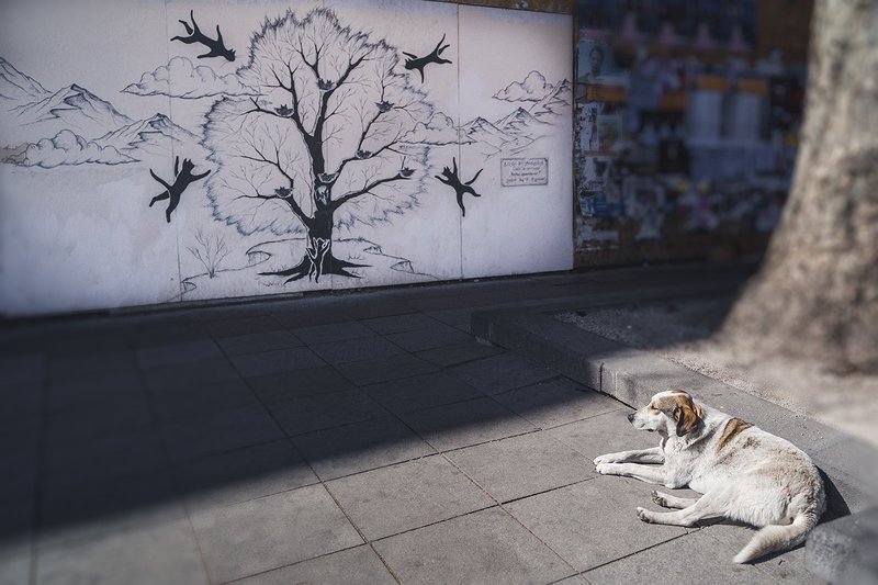 Самоизоляция (COVID-19)photo preview