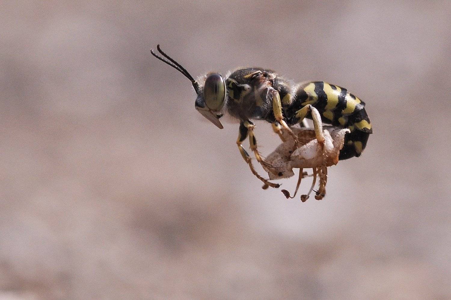 Автор: Echa Kriwil , Echa Kriwil