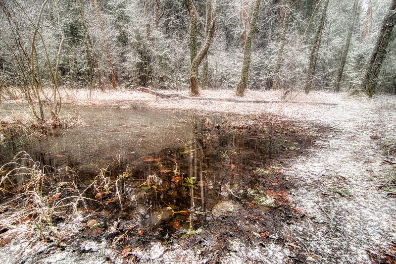 Замороженный лесphoto preview