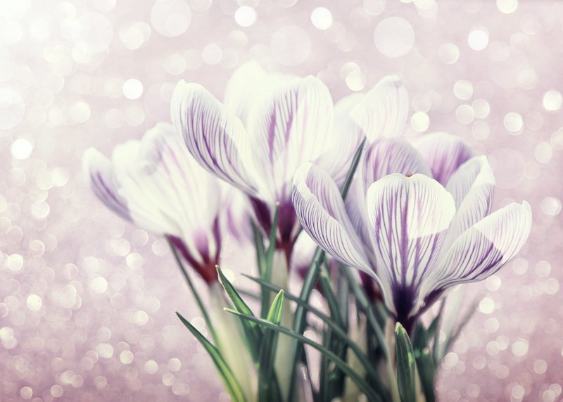 Крокусыphoto preview