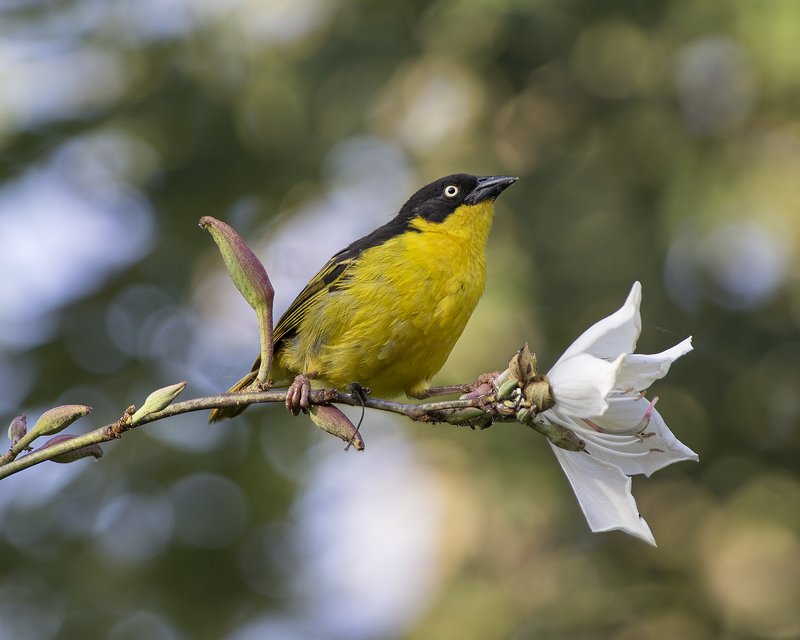Я и жасминphoto preview
