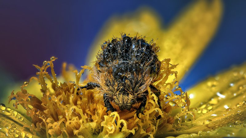 Бронзовка мохнатаяphoto preview