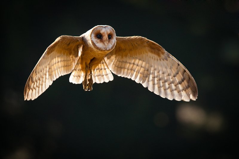 Сипухаphoto preview