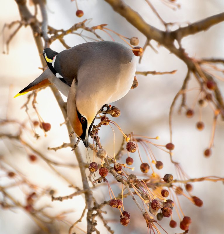 птица, свиристель, зима, свиристель..photo preview