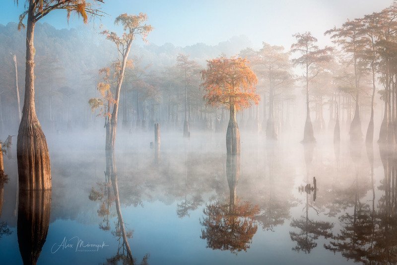 кипарис, туман, болото, отражение, фото-тур, Утренний туман на кипарисовом болотеphoto preview