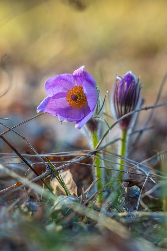 сон-трава, первоцвет, лес, заповедник, весна photo preview