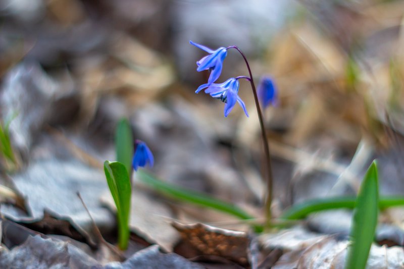 пролески, подснежники, первоцветы, лес, воронежский, заповедник, весна photo preview