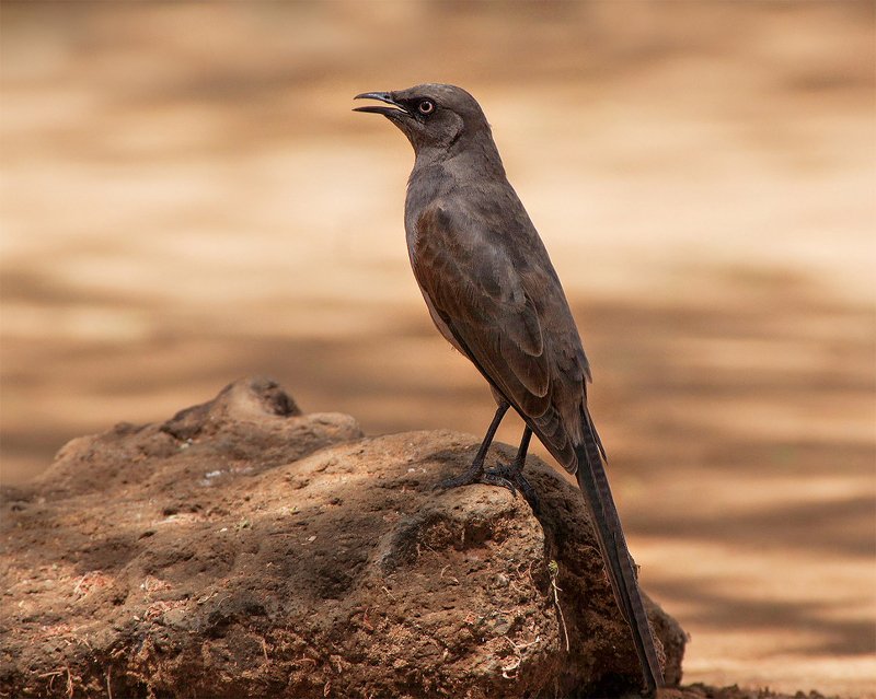 Позеромphoto preview