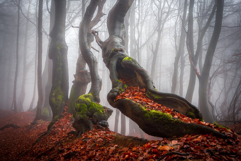 forest, fog, beech, tree, trees, mist, autumn, fall, leafs, woodland, landscape, nature Fantasy Forestphoto preview