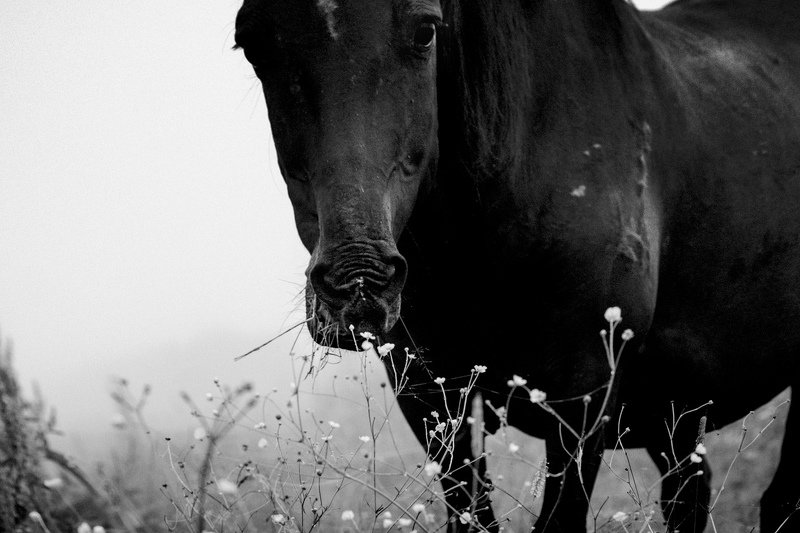 Не однаphoto preview