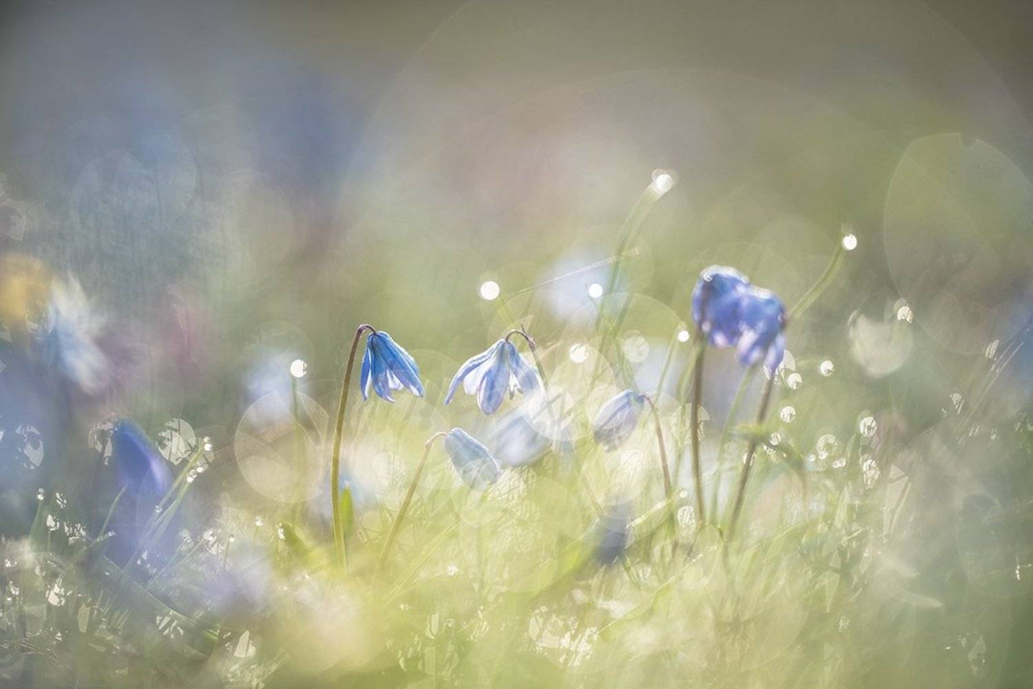 пролески, первоцветы, свет, цвет,март, весна, позитив, геннадий мещеряков, воронеж,, Геннадий Мещеряков