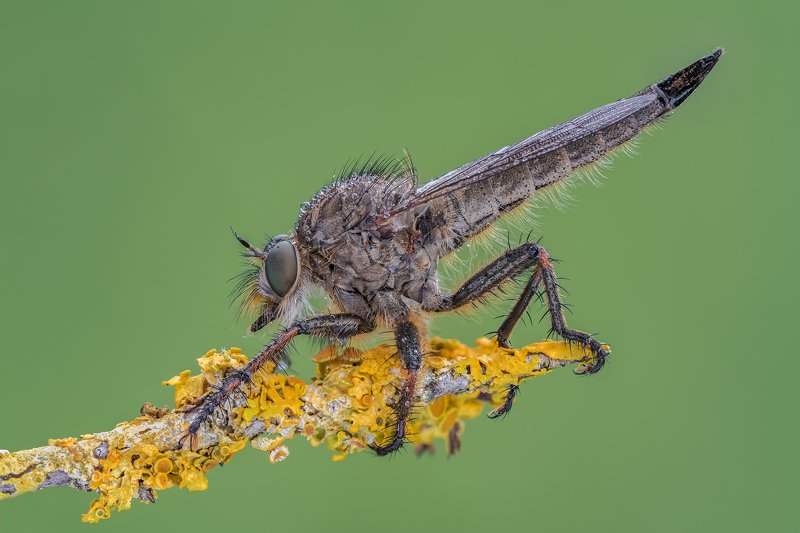 macro Asilidephoto preview