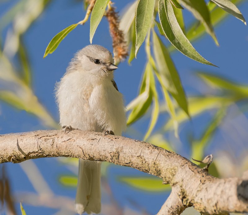 птица, синица, князёк, белая лазоревка, Князёк..photo preview