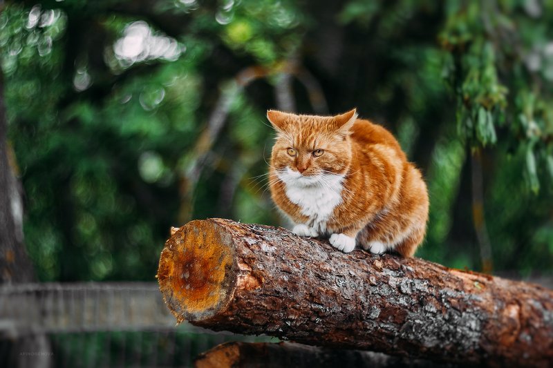 назаборныекоты гелиос весна Назаборные котыphoto preview