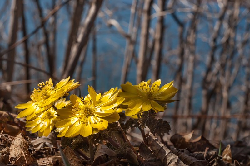 Первые.photo preview