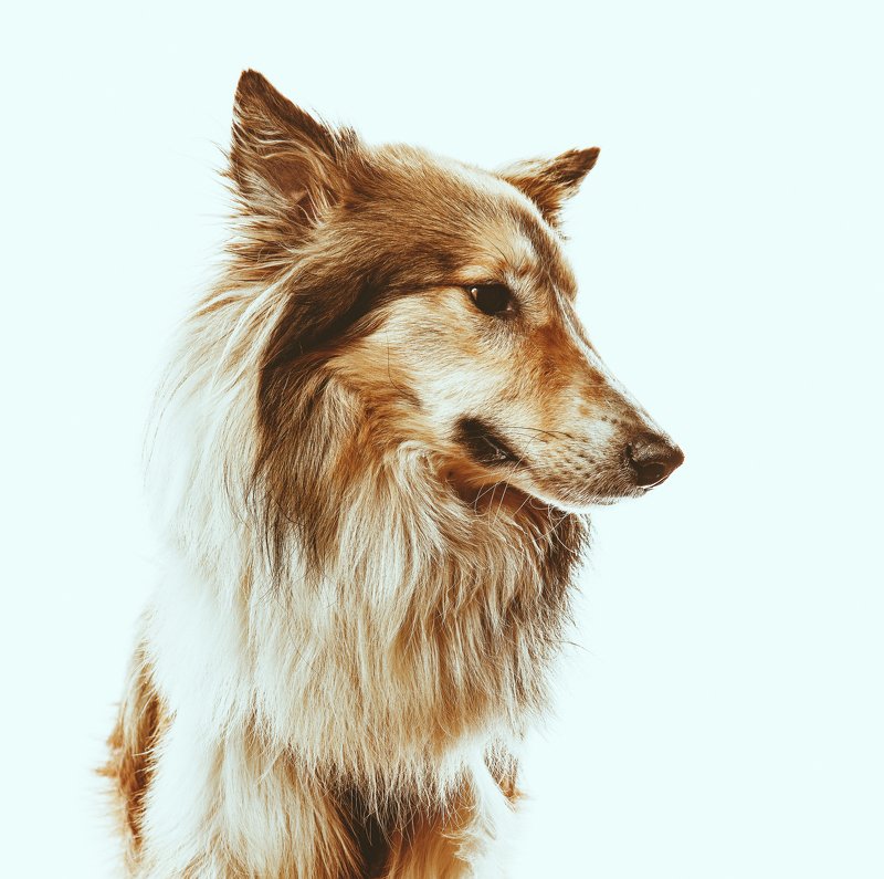 Milo\'s good friend photo preview