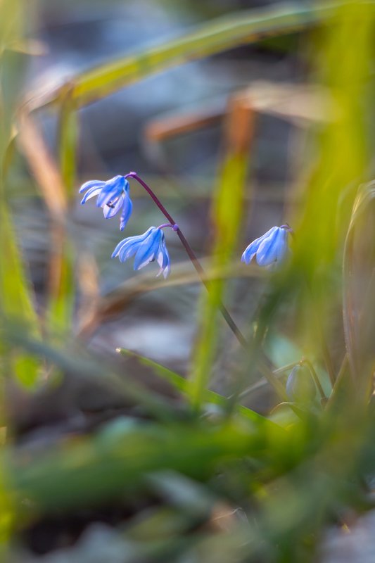 пролески, подснежники, первоцветы, лес, воронежский, заповедник, весна photo preview