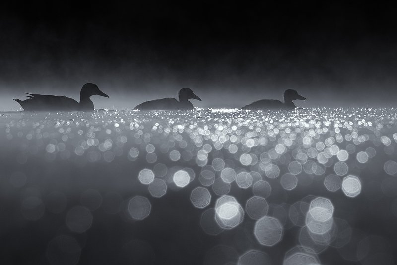 o Morning cruisephoto preview