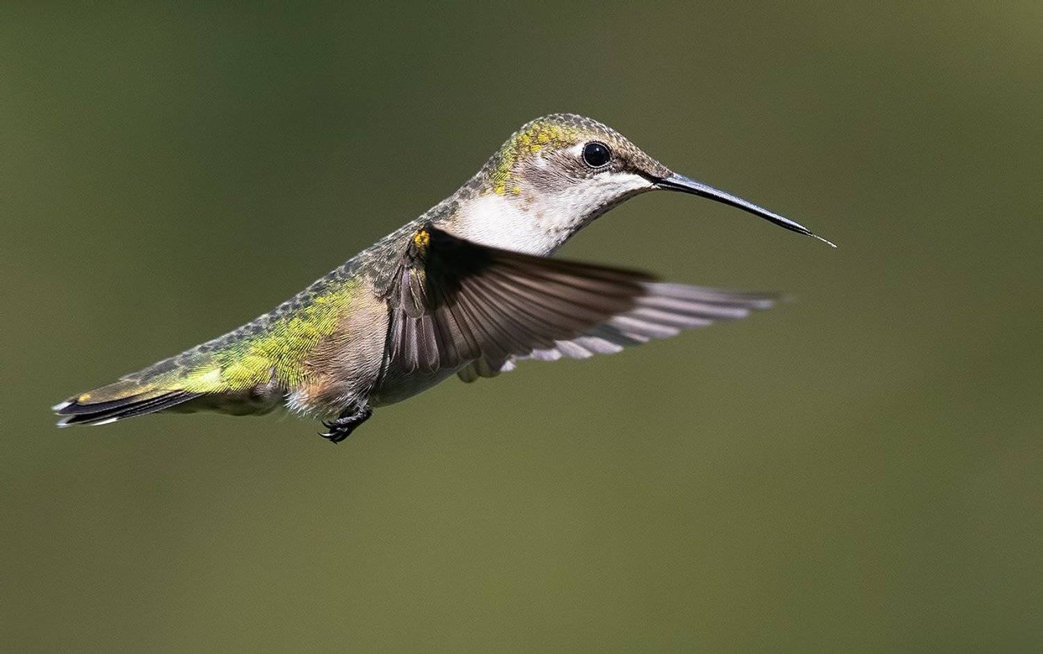 колибри,ruby-throated hummingbird, hummingbird, Elizabeth Etkind