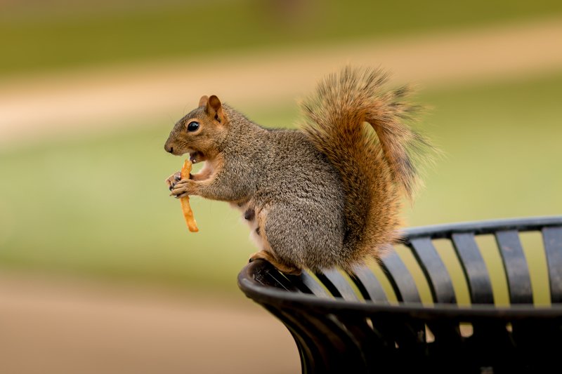 Modern mama squirrel фото превью