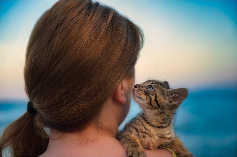 кошки, животные, портрет, закат, море Бирюзаphoto preview