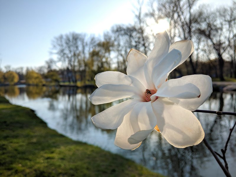 магнолия, цветы,цветение,весна,природа,пейзаж,макро,nature,вечер,запорожье,апрель,pictures,свет,ракурс,тепло,релакс Магнолияphoto preview