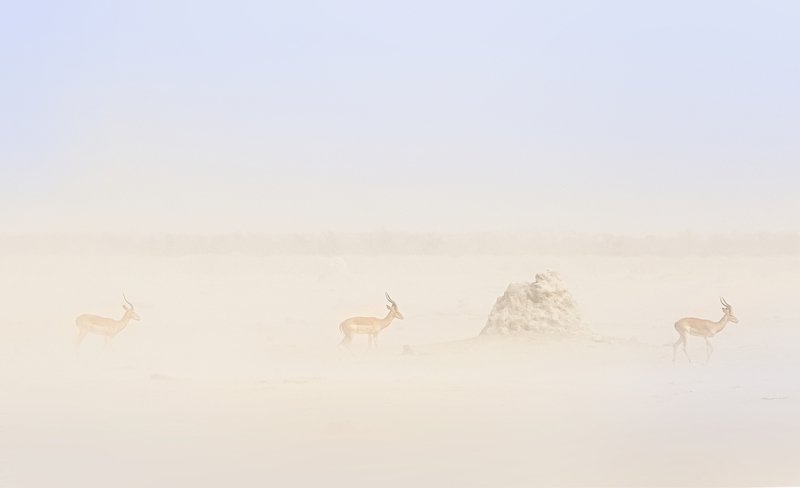 dust in the windphoto preview