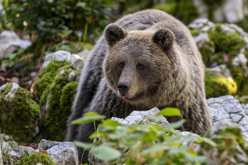Slovenian brown bearphoto preview