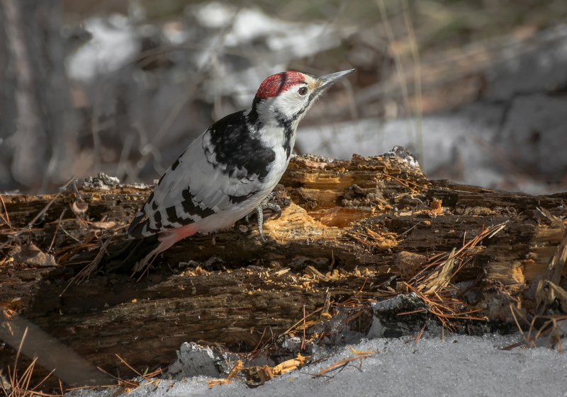 птица, белоспинный дятел, лес, дерево, Белоспинный дятел..photo preview