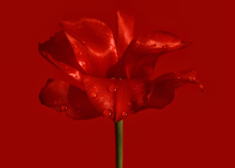 Красный тюльпанphoto preview