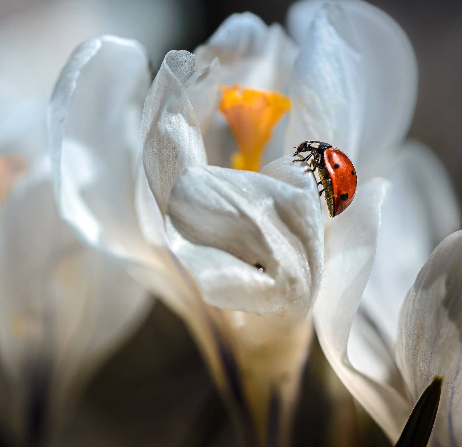 природа, макро, весна, крокус, жук, насекомое, божья коровка, Неля Рачкова