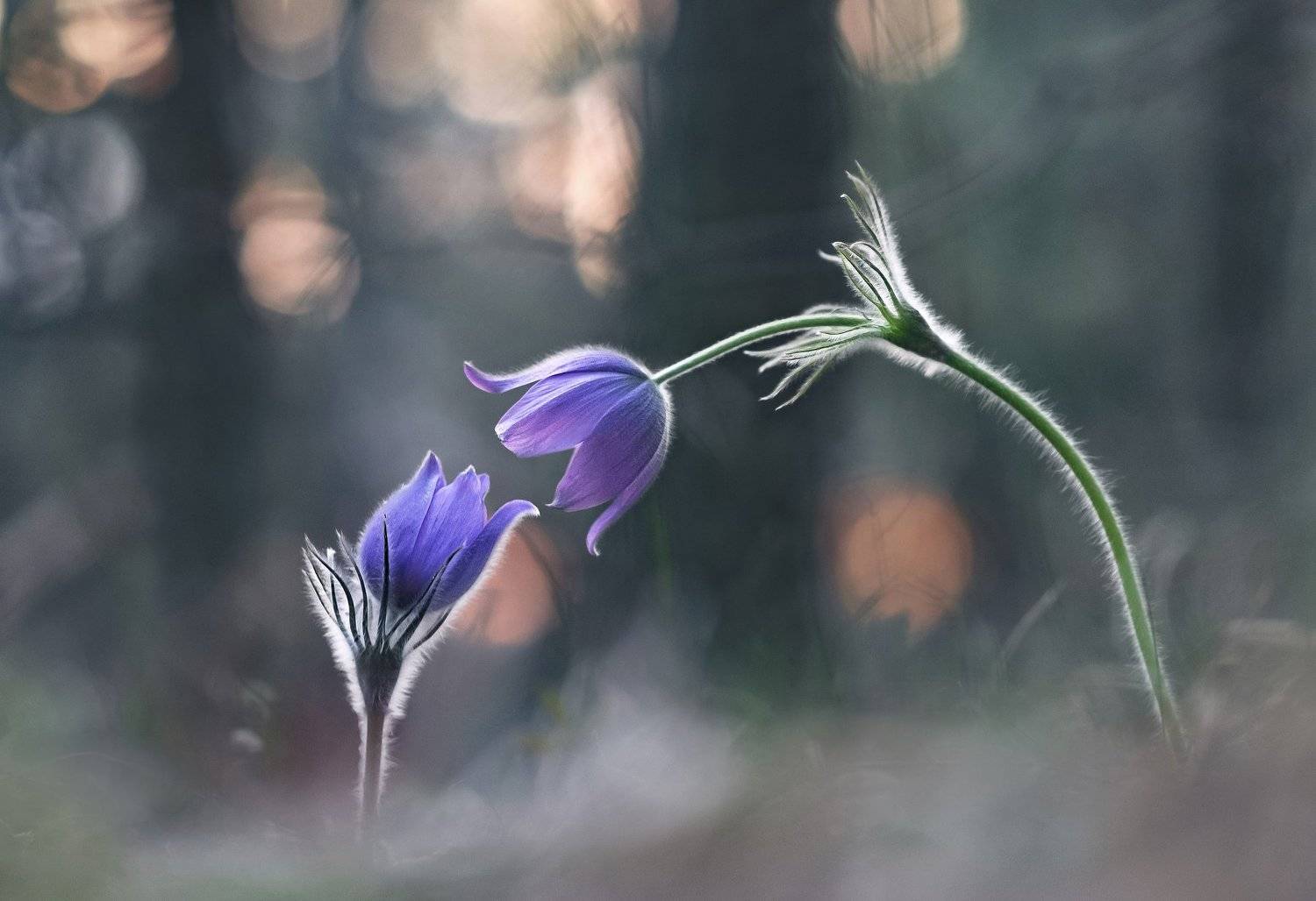 сон-трава, весна, закат, Александр Гвоздь