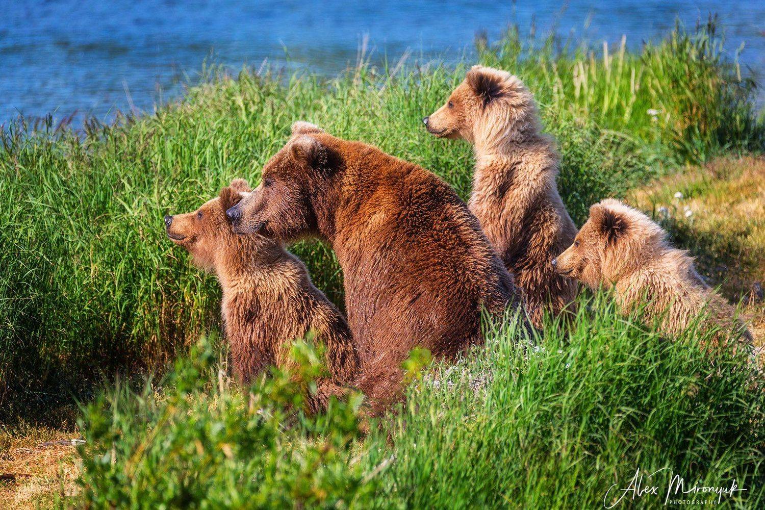 Команда. Автор: Alex Mironyuk гризли, медведь, медвежонок, аляска, река, катмаи, бурый,, Alex Mironyuk