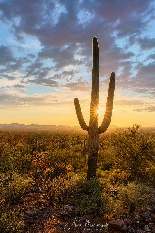 кактус, сагуаро, аризона, пустыня, закат, солнце, луч, В кактусовом лесуphoto preview