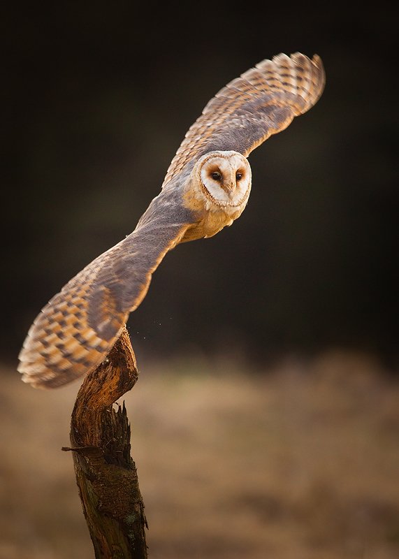 Сипухаphoto preview