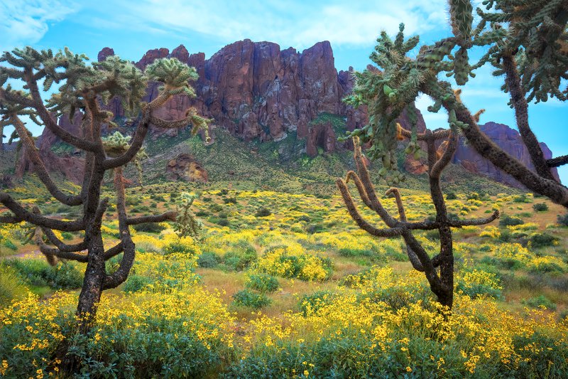 mountain, cholla, cactus Superstition Chollasphoto preview