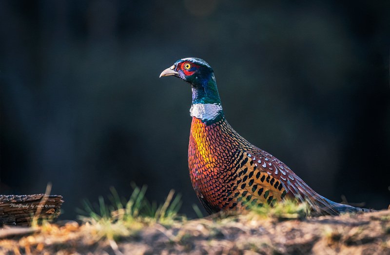 环颈雉 环颈雉photo preview