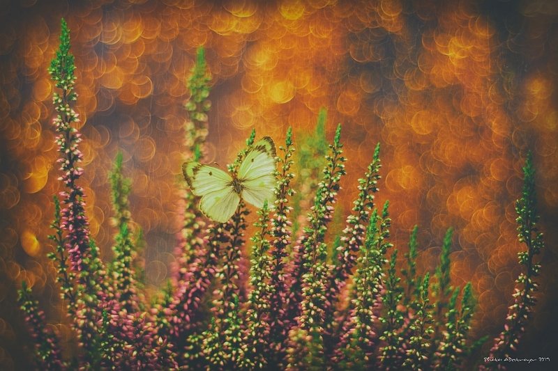 macro nature butterfly Ugly, Dirty, Old XIphoto preview