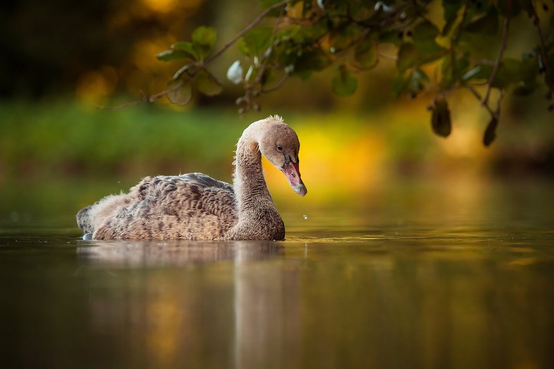 Black swanphoto preview