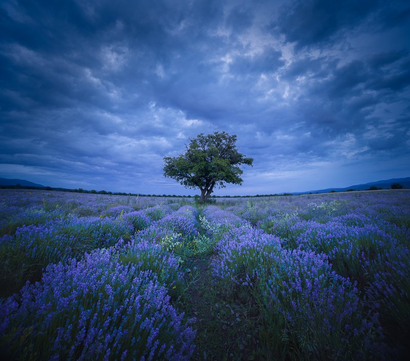 Blue hour on the purple fieldsphoto preview