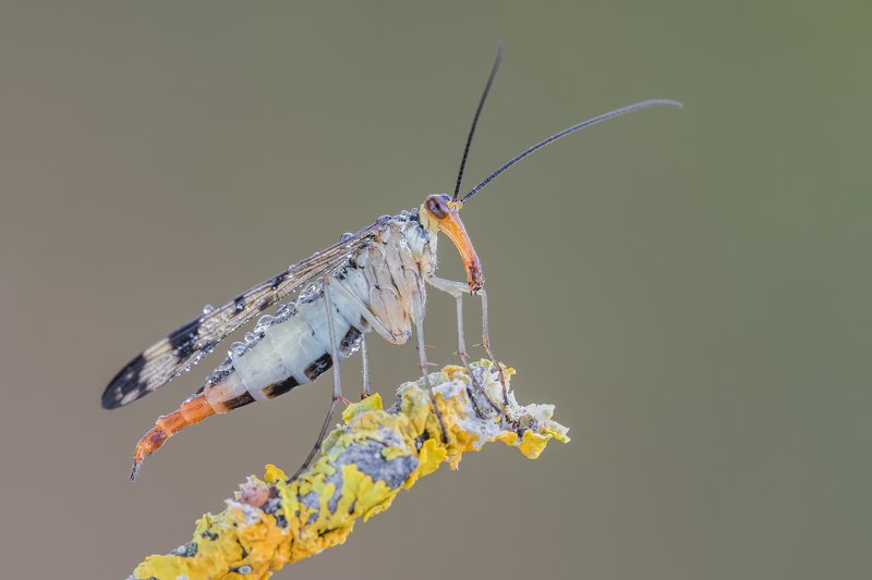 macro Fly scorpionphoto preview