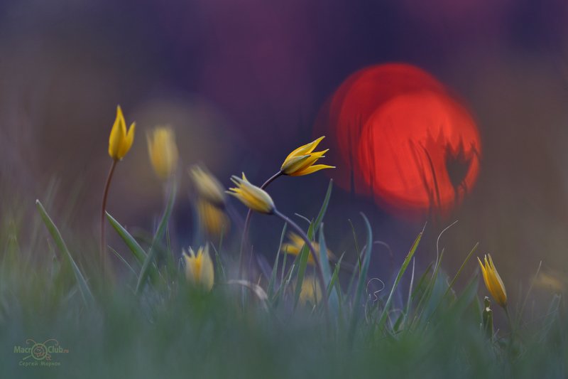 тюльпан,дубравный,биберштейна,tulipa,biebersteiniana,солнце,закат,quercetorum,самарский, лес Когда догорает закатphoto preview