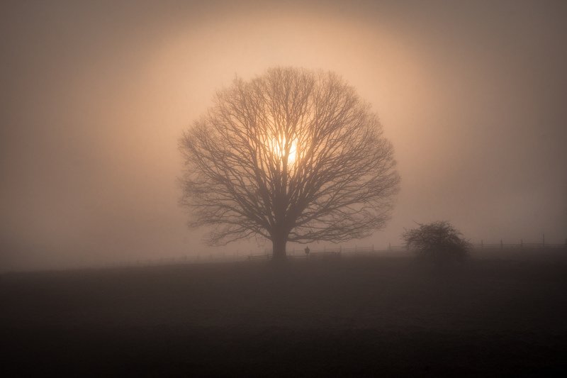 tree, sun, fog, mist, sunrise, light, nature, landscape Kings Crownphoto preview